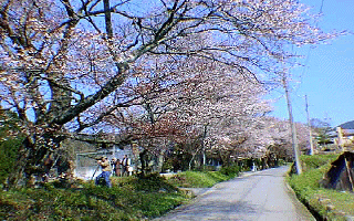 sakura